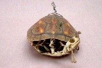 Chinese striped-neck turtle Collection Image, Figure 3, Total 13 Figures